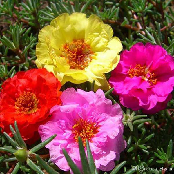 Portulaca Moss Rose Flower Seeds for Planting – Vibrant Colors, Heirloom &amp; Non-GMO Organic Garden Seeds