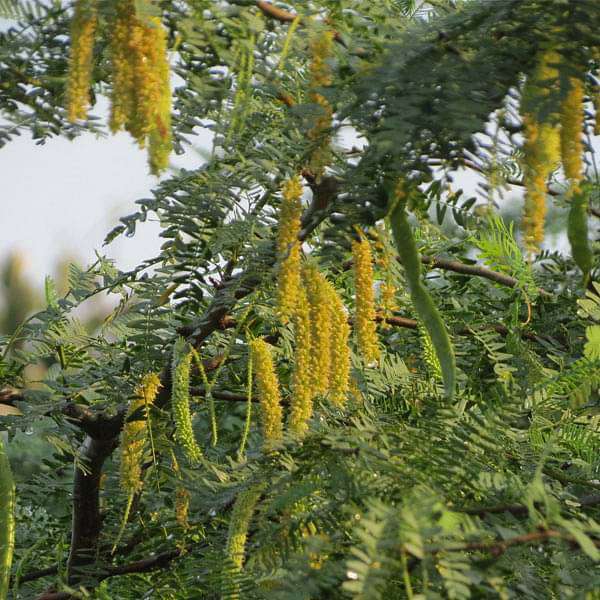 Prosopis Cineraria Tree Seeds – Heirloom Non-GMO Seeds for Garden & Agroforestry Planting