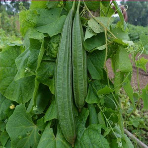 Ridge Gourd Vegetable Seeds for Planting – Heirloom & Non-GMO Garden Seeds
