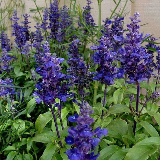 Royal Blue Salvia Flower Seeds for Planting – Heirloom & Non-GMO Pollinator-Friendly Garden Blooms
