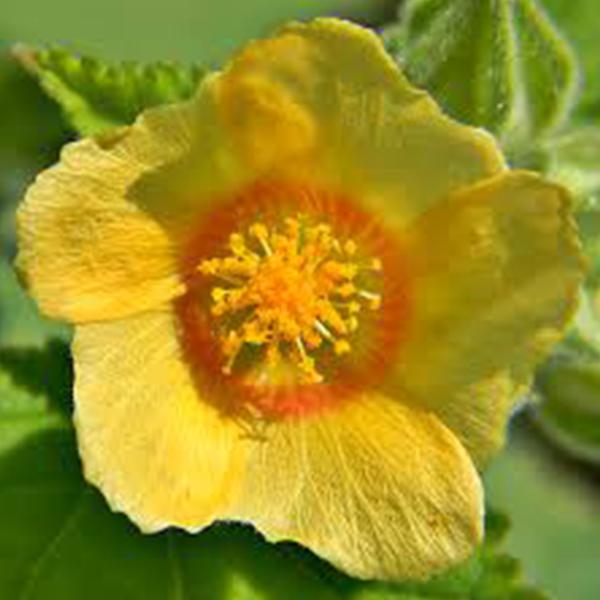 Cordifolia Flower Seeds for Planting – Heirloom Non-GMO, High Germination Organic Garden Seeds