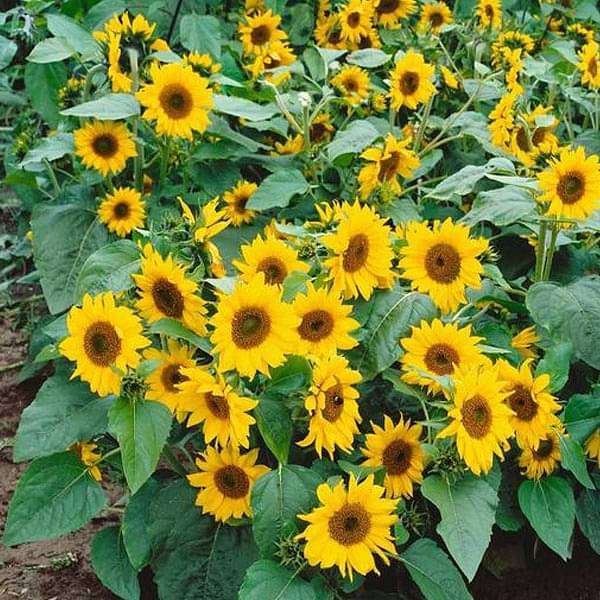 Yellow Sunflower Flower Seeds for Planting – Heirloom, Non-GMO, Compact Growth, High Germination
