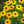 Yellow Mini Sunflower Seeds for Planting, Heirloom Non-GMO, High Germination Organic Garden Seeds