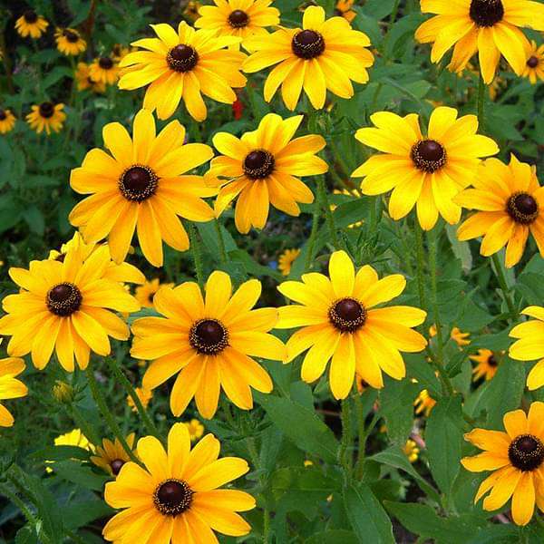Yellow Mini Sunflower Seeds for Planting, Heirloom Non-GMO, High Germination Organic Garden Seeds