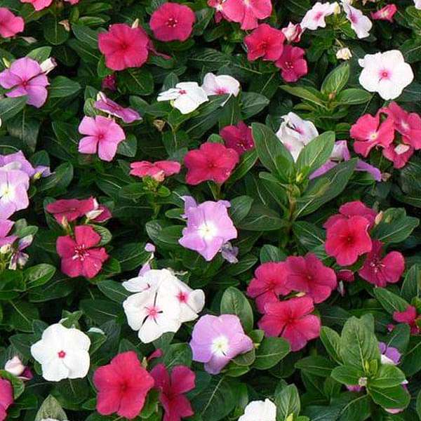 Mixed Periwinkle Vinca Flower Seeds for Planting – Heirloom, Non-GMO, High Germination Organic Garden Seeds