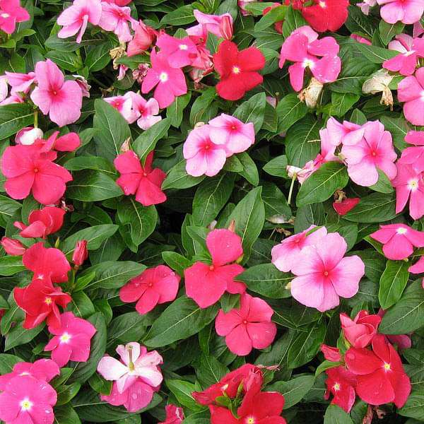 Mixed Periwinkle Vinca Flower Seeds for Planting – Heirloom, Non-GMO, High Germination Organic Garden Seeds