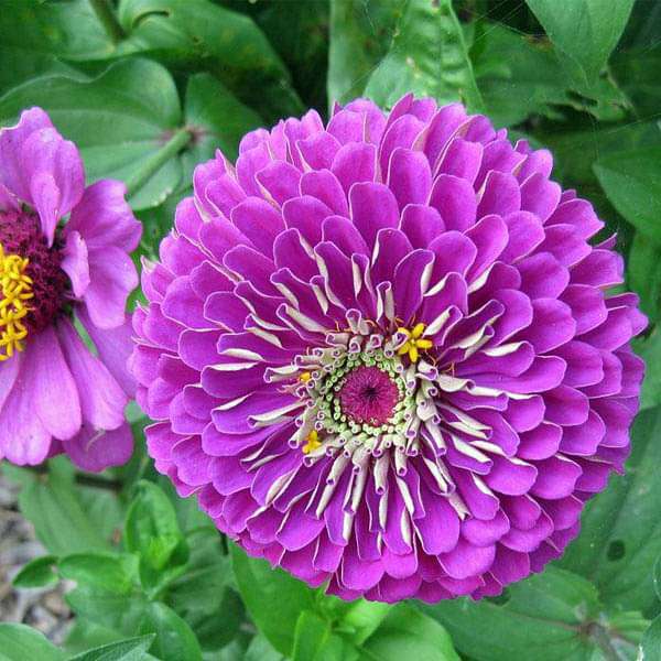Violet Zinnia Flower Seeds for Planting – Long Bloom Season, Heirloom &amp; Non-GMO Garden Seeds