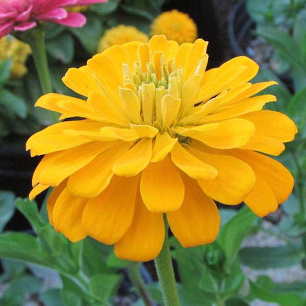 Dark Yellow Zinnia Flower seeds for Planting – Cut Flower Favorite, Heirloom &amp; GMO Free Seeds for Home Garden