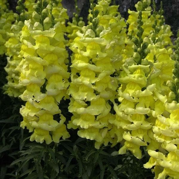 Snapdragon Golden Flower Seeds for Planting | Heirloom Non-GMO Organic Garden Seeds