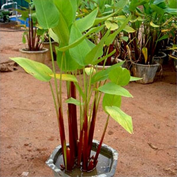 Green Thalia Dealbata Seeds for Planting – Shade Tolerant, Heirloom &amp; Non-GMO Organic Garden Seeds