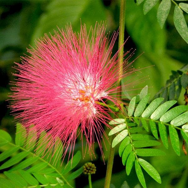 Orange Albizia Flower Seeds for Planting – Heirloom, Non-GMO, Shade Tolerant Organic Garden Seeds