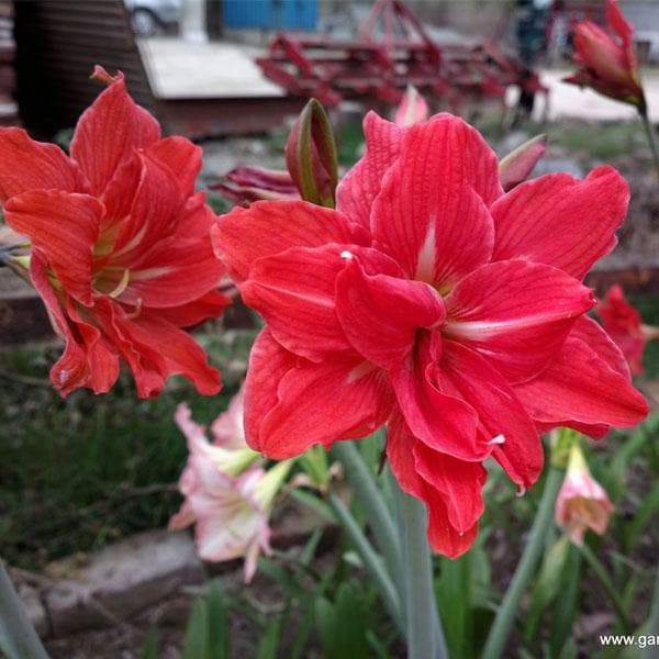 Red Double Narcissus Flower Seeds – Wildflower Mix, Heirloom & Non-GMO for Home Garden
