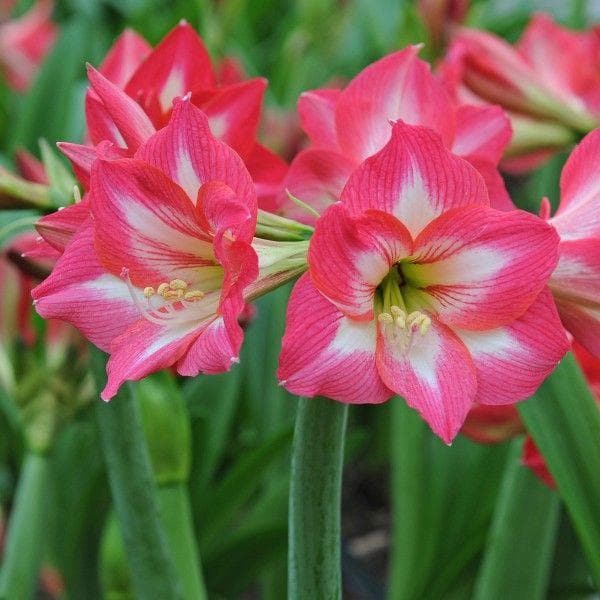 Pink Amaryllis Flower Seeds for Planting – Low Maintenance, Heirloom, Non-GMO, High Germination Organic Garden Seeds