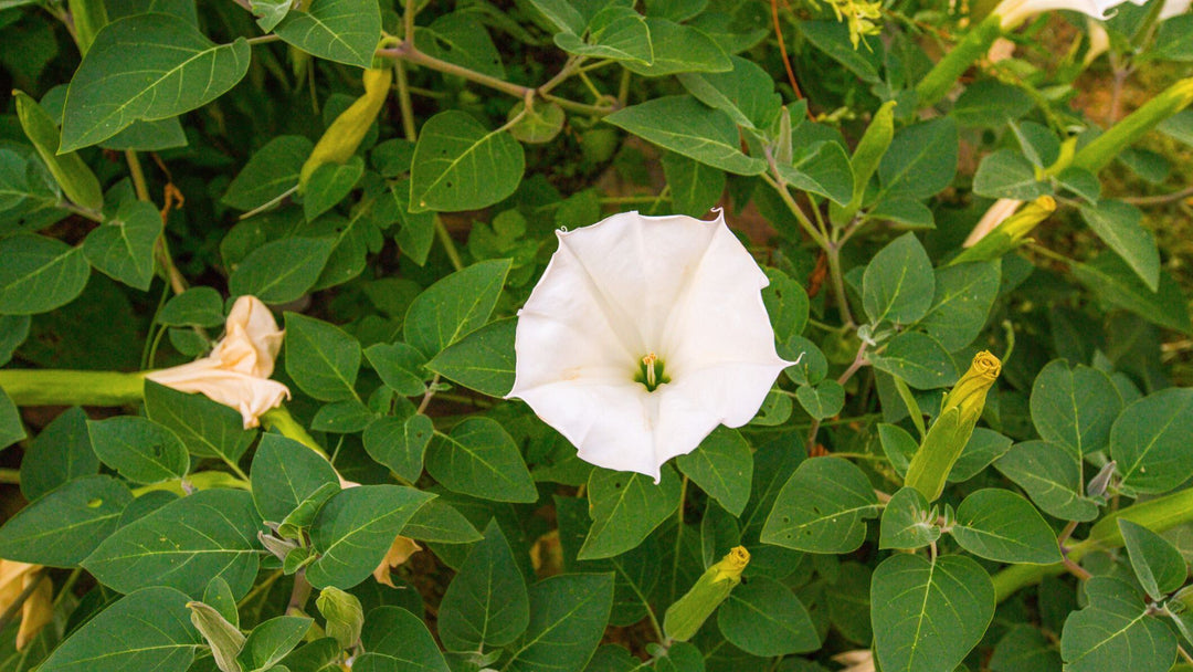 Moon Flower Seeds for Planting – Seasonal Bloomer, Heirloom Non-GMO, High Germination Organic Garden Seeds