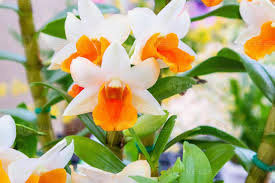 White Orange Orchid Flower Seeds for Planting – Cut Flower Favorite, Heirloom & Non-GMO Seeds for Home Garden, 100pcs
