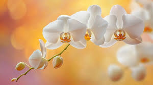 White Orange Orchid Flower Seeds for Planting – Cut Flower Favorite, Heirloom & Non-GMO Seeds for Home Garden, 100pcs