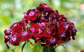 Maroon Dianthus Flower Seeds for Planting – Seasonal Bloomer, Heirloom & Non-GMO Seeds for Home Garden, 100pcs
