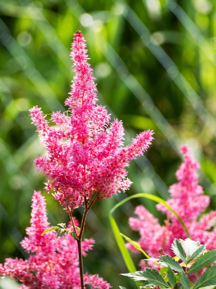 Astilbe Flower Seeds for Planting – Heirloom Non-GMO, High Germination Organic Garden Seeds