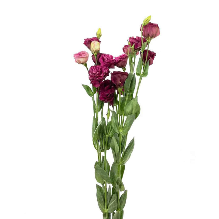 Maroon Eustoma (Lisianthus) Flower Seeds for Planting | Heirloom, Non-GMO, High Germination