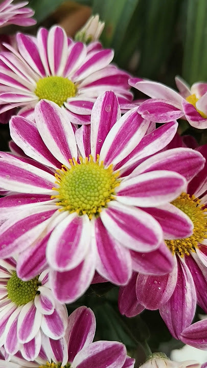 White Pink Aster Flower Seeds for Planting – Heirloom, Non-GMO, Fragrant Blossoms, Organic Garden Seeds