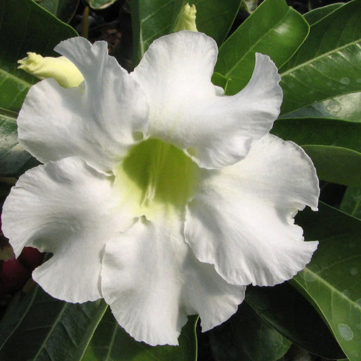 White Adenium Obesum Seeds Flower Seeds for Planting – Garden Favorite, Heirloom &amp; Non-GMO Home Garden