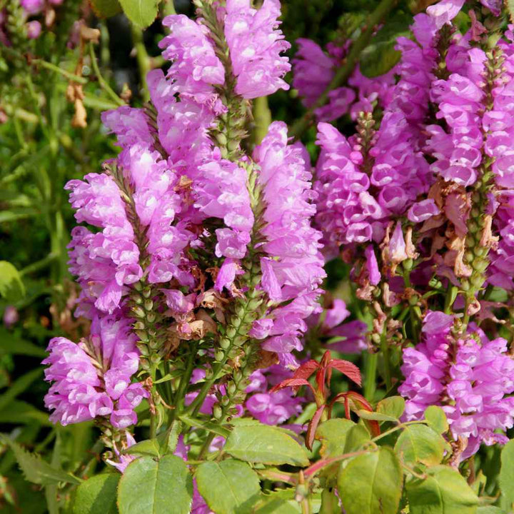 Flower Seeds, Seeds,Seeds For Planting,Plant Seeds