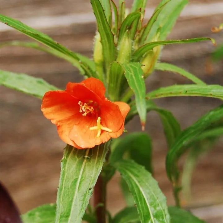 Flower Seeds, Seeds,Seeds For Planting,Plant Seeds
