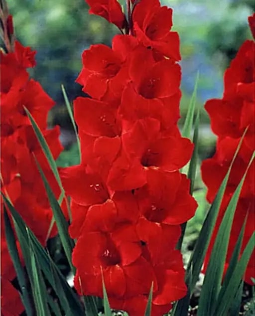 Red Gladiolus Flower Seeds for Planting – Heirloom, Non-GMO, High Germination Organic Garden Seeds