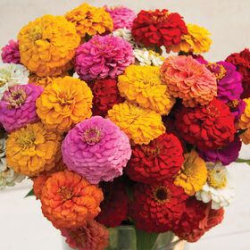 Zinnia Benary Giant Flower Seeds for Planting – Heirloom, Non-GMO, High Germination, Organic Garden Seeds