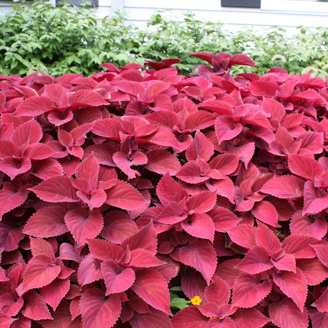 Red Coleus Flower Seeds for Planting – Sun Loving Heirloom Non-GMO, High Germination Organic Garden Seeds