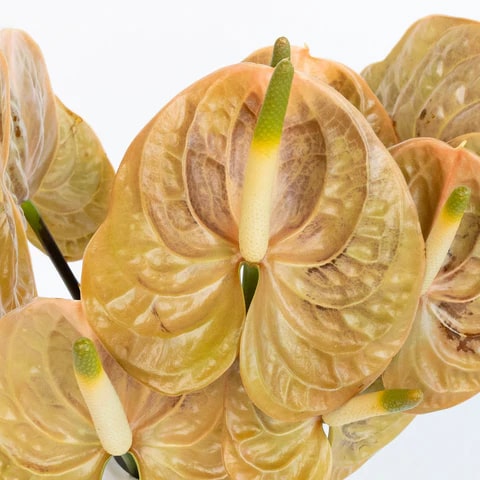 Gold Yellow Anthurium Flower Seeds for Planting – Heirloom, Non-GMO, High Germination Garden Seeds