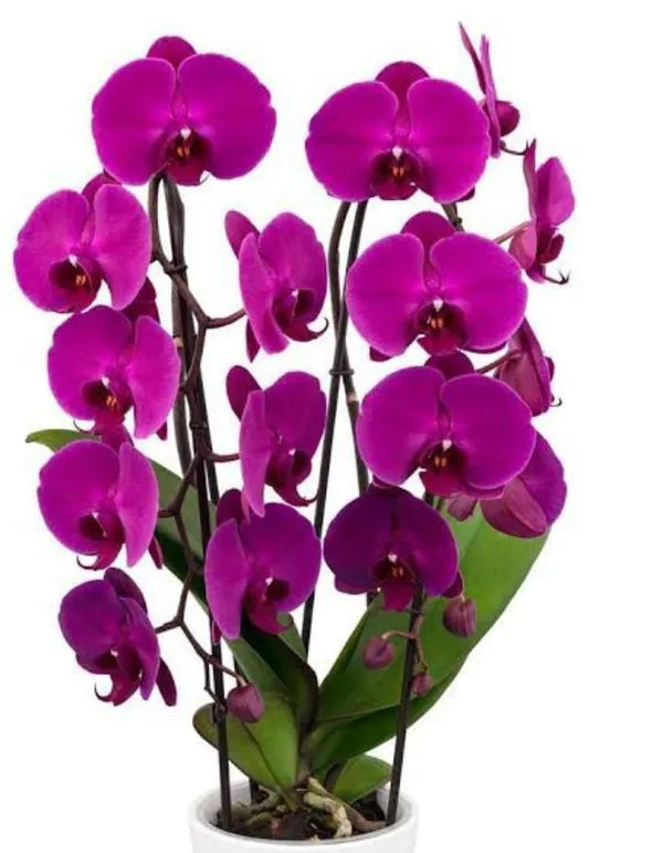 Purple Phalaenopsis Flower Seeds for Planting Heirloom Non-GMO High Germination Organic Garden Seeds