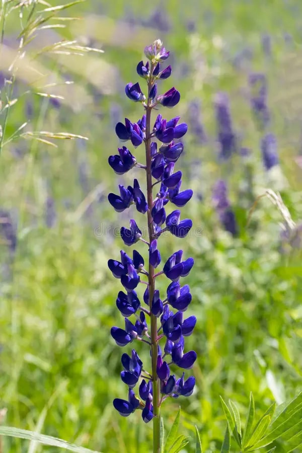 Thick Blue Lupine Flower Seeds for Planting – Seasonal Bloomer, Heirloom, Non-GMO Home Garden