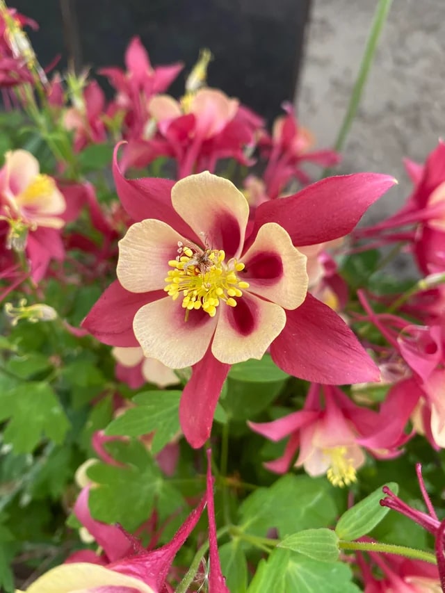 Yellow Red Aquilegia Flower Seeds for Planting – Heirloom Non-GMO High Germination Seeds