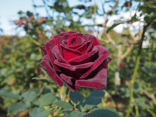 Red Baccara Flower Seeds for Planting – Heirloom Non-GMO, High Germination Organic Garden Seeds