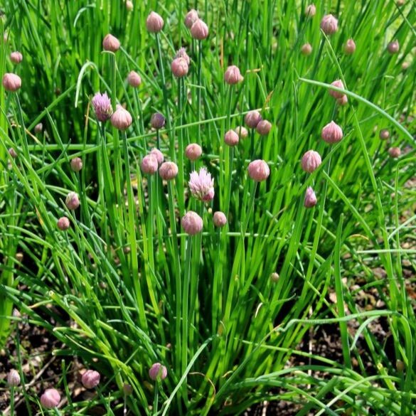 Onion Chives Herb Seeds for Planting – Heirloom & Non-GMO Seeds for Culinary Gardens, Containers & Edible Landscaping