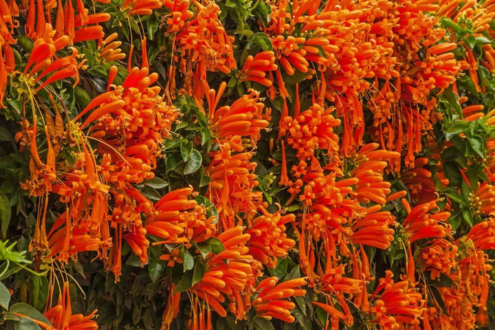 Light Orange Pyrostegia Venusta Flower seeds for Planting - Perfect for Borders, Heirloom, Non-GMO Seeds for Home Garden