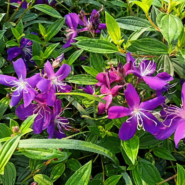 Purple Tibouchina Flower Seeds for Planting – Heirloom Non-GMO, High Germination Organic Garden Seeds