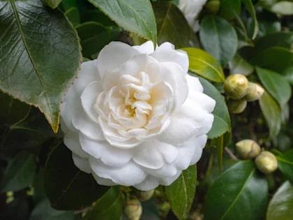 White Camellia Flores Flower Seeds for Planting – Heirloom, Non-GMO, High Germination Cut-Flower Variety