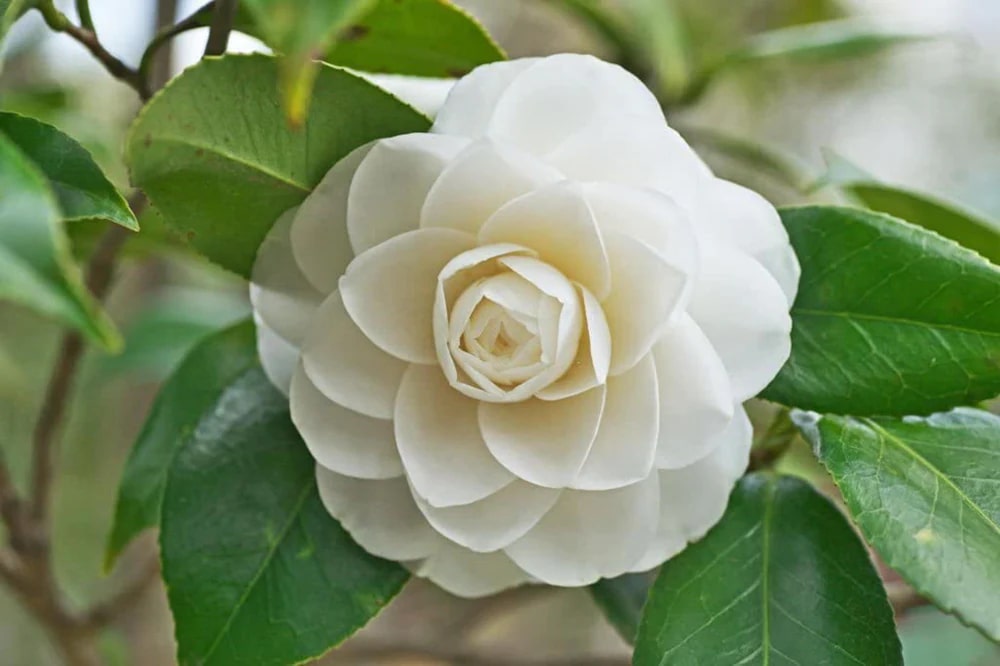 White Camellia Flores Flower Seeds for Planting – Heirloom, Non-GMO, High Germination Cut-Flower Variety