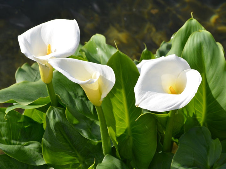 White Calla Lily Flower Seeds for Planting – Heirloom, Non-GMO, High Germination Organic Garden Seeds