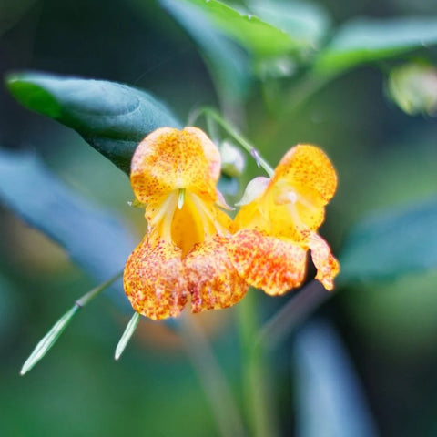 Flower Seeds, Seeds,Seeds For Planting,Plant Seeds