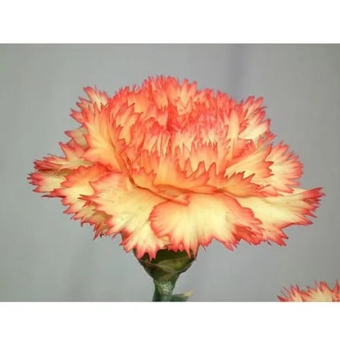 Orange Yellow Dianthus Caryophyllus Flower Seeds for Planting - Hardy Variety Heirloom & Non-GMO Seeds High Germination