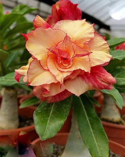 Orange Adenium Flower Seeds for Planting – Heirloom Non-GMO, High Germination Organic Garden Seeds