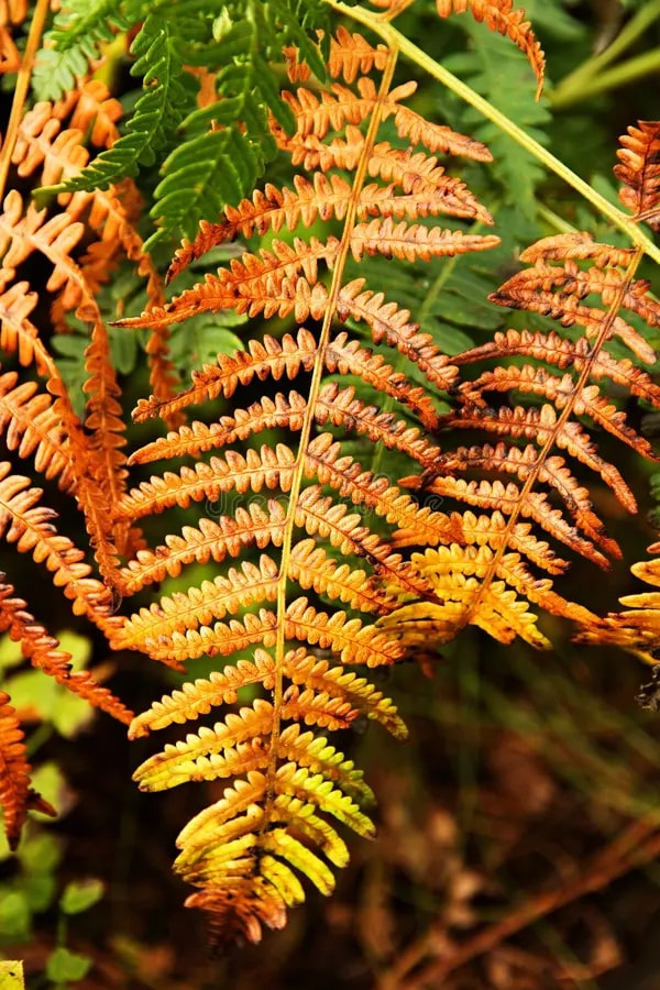 Fern Red Yellow for Planting – Heirloom, Non-GMO Seeds for Home Garden | Bright Blooms, High Germination