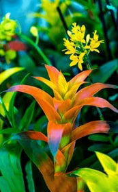 Orange Bromeliad Tillandsia Bulbosa Flower Seeds for Planting | Heirloom Non-GMO High Germination