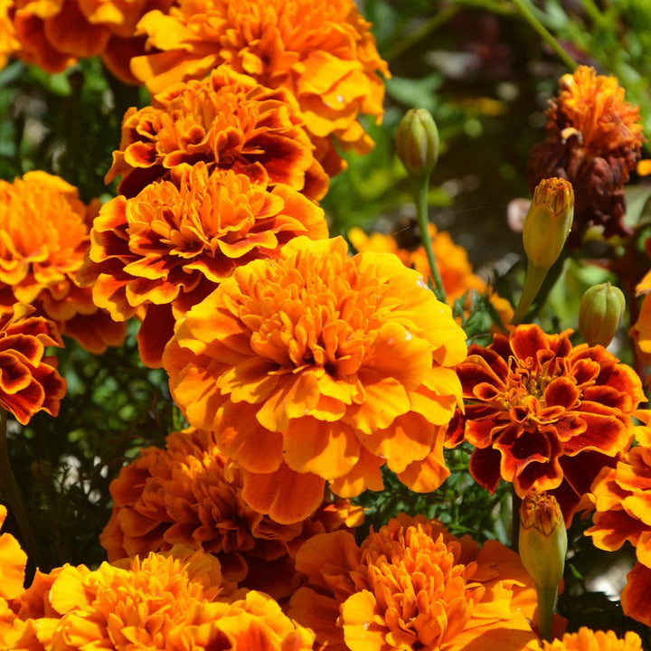 Flower Seeds, Seeds,Seeds For Planting,Plant Seeds