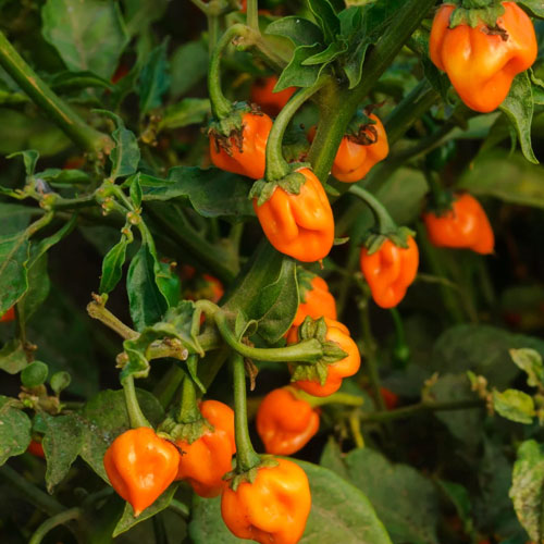 Chili Habanero Vegetable Seeds for Planting – Heirloom & Non-GMO Garden Seeds