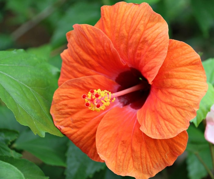 Orange Hibiscus Flower Seeds – Vibrant Blooms, Heirloom &amp; Non-GMO Seeds for Home Garden
