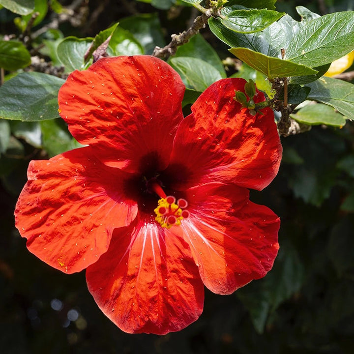 Hibiscus Flower Seeds for Planting – Heirloom Non-GMO, High Germination Organic Garden Seeds